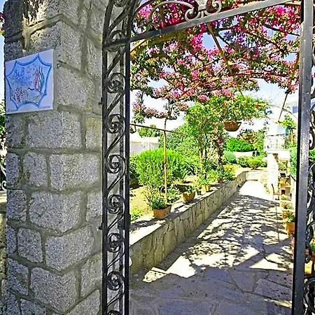 Cavalluccio Marino-2